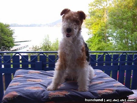 Foxterrier Drahthaar Aussicht auf den schonen klopeinersee !