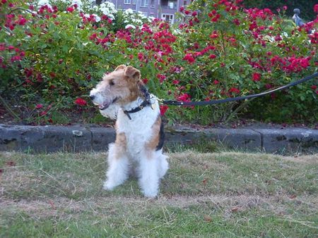 Foxterrier Drahthaar Timmie fur den schone rote rosen !