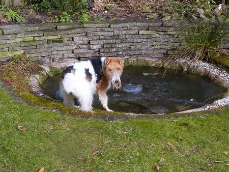 Foxterrier Drahthaar Es ist kalt um diese zeit in der schnee