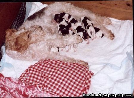 Foxterrier Drahthaar wir zusammen sind mit 7 kleine foxterriers und unsere mutter sehr fro und liebe sie mit ganz unserem herzen