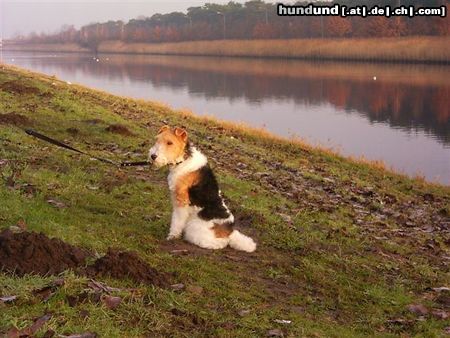 Foxterrier Drahthaar hier bin ich  sehr gerne