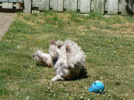 Foxterrier Drahthaar Timmie spielt gerne im garten