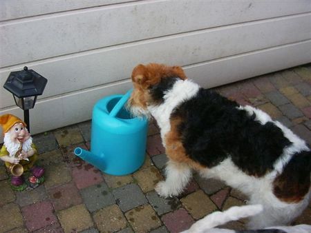 Foxterrier Drahthaar Das ist meine sommer von 2006 ! Timmie.