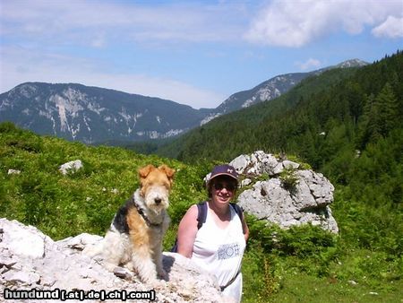 Foxterrier Drahthaar In die Alpen zusammen sein daB is schon