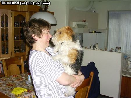 Foxterrier Drahthaar wir sind sehr glucklich zusammen