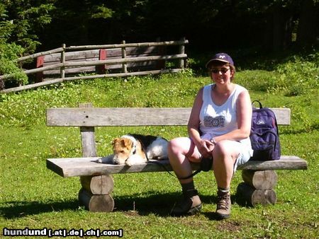 Foxterrier Drahthaar wir haben gut aus geruht auf diesem bank in die alpen und dan weiter spazieren in die schone bergwelt Osterreichs ! 