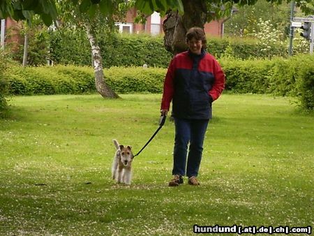 Foxterrier Drahthaar spazieren ist fur uns beiden das ende !