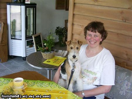 Foxterrier Drahthaar wir beiden zusammen