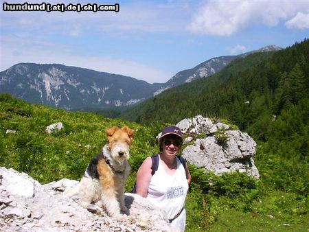 Foxterrier Drahthaar Hier mochten wir zwei immer bleiben in den schonen alpen !