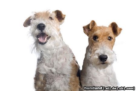 Foxterrier Drahthaar Mutter und Tochter zusammen 