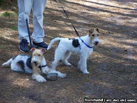 Foxterrier Drahthaar Wir sind sehr lieben foxterriers