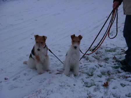 Foxterrier Drahthaar Mutter und Tochter im schnee !