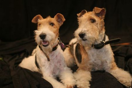 Foxterrier Drahthaar Mutter und Tochter