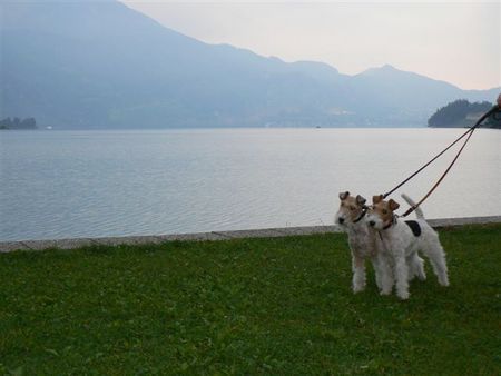 Foxterrier Drahthaar an die schone Wolfgangsee