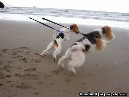 Foxterrier Drahthaar Mutter und Tochter lieben es bei sehr fiel wasser zu sein!