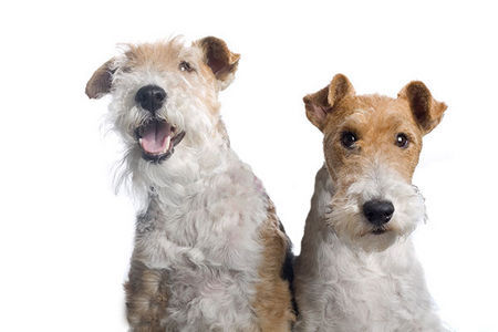 Foxterrier Drahthaar Wir beiden als fotomodellen Timmie und Daisy