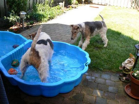 Foxterrier Drahthaar Wir haben ein sehr schones leben zusammen