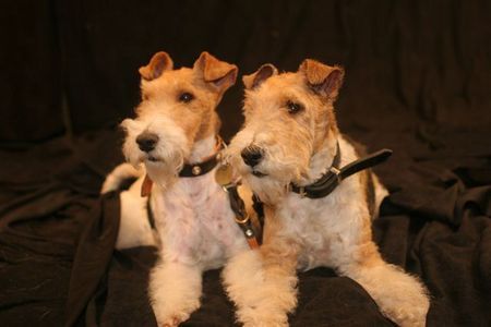 Foxterrier Drahthaar Mutter Timmie  und Tochter  Daisy