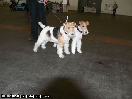 Foxterrier Drahthaar In Bremen sind wir als Mutter und Tochter 