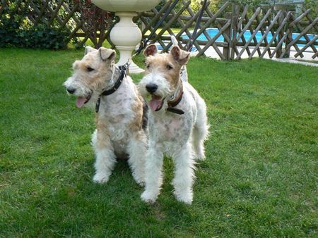 Foxterrier Drahthaar Timmie und Daisy in Naturns 