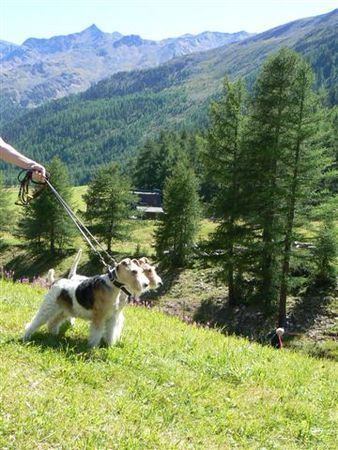 Foxterrier Drahthaar Timmie und Daisy in den  Dolomiten 