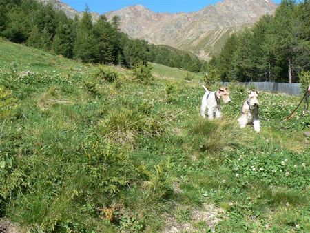 Foxterrier Drahthaar Timmie und Daisy in den  Alpen