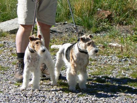 Foxterrier Drahthaar Timmie und Daisy in den  bergen 