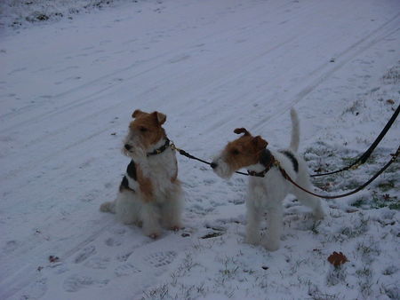 Foxterrier Drahthaar Es ist doch sehr kalt in diese schnee !