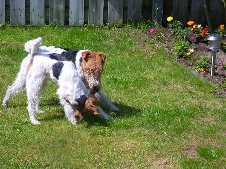 Foxterrier Drahthaar Timmie und Daisy im Garten