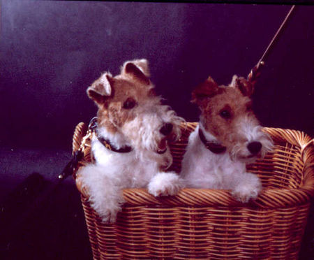 Foxterrier Drahthaar Wir ind sehr braf um so sitzen zu bleiben ! Timmie und Daisy Mutter und Tochter !