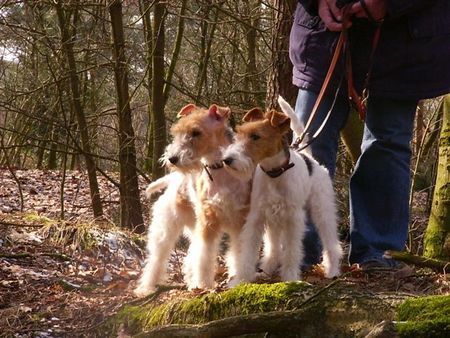 Foxterrier Drahthaar Wir beiden im sehr schonen wald