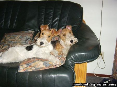 Foxterrier Drahthaar wir lieben uns so sehr uns beiden !