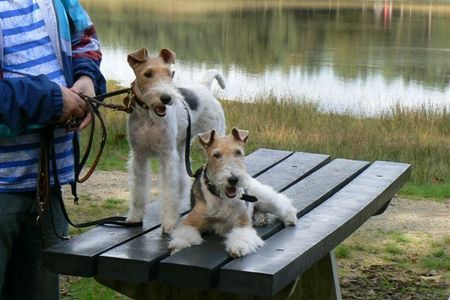 Foxterrier Drahthaar Wir lieben es um in den walt zu sein.