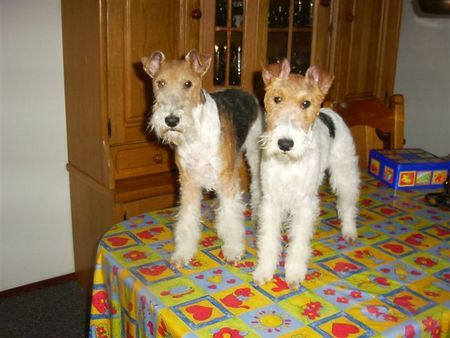 Foxterrier Drahthaar Wir durfen auf den tisch stehen ! Timmie und Daisy.