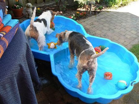 Foxterrier Drahthaar Mutter und Tochter spielen gerne ins wasser