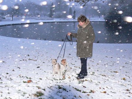 Foxterrier Drahthaar Timmie un Daisy im schnee