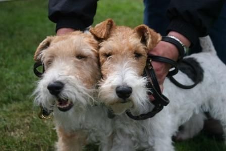 Foxterrier Drahthaar Wir beiden zusammen Timmie und Daisy Mutter und Tochter