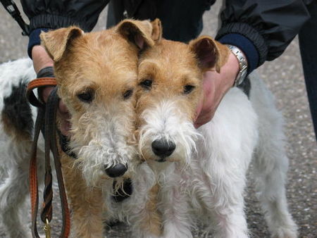 Foxterrier Drahthaar Wir lieben uns fur immer ! Daisy und Timmie.