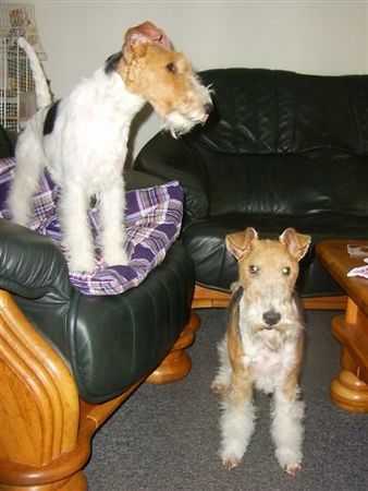 Foxterrier Drahthaar Mutter Timmie und Tochter Daisy !