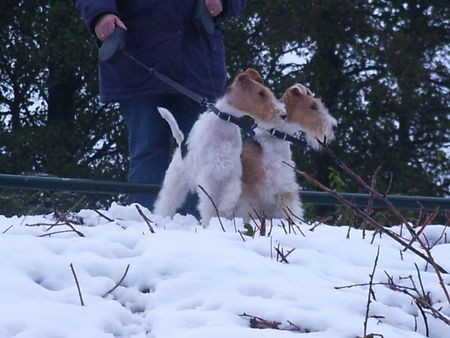 Foxterrier Drahthaar Wir beiden als Mutter und Tochter im schnee !