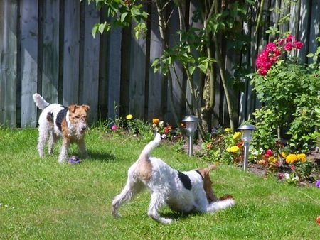 Foxterrier Drahthaar Zusammen spielen im garten