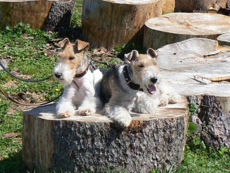 Foxterrier Drahthaar Timmie und Daisy auf eine baumstamme