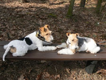 Foxterrier Drahthaar Timmie und Daisy Mutter und Tochter auf der Bank im Wald !