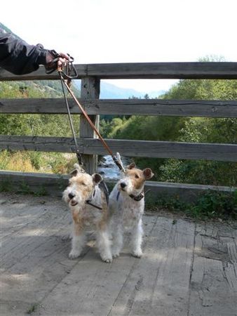 Foxterrier Drahthaar Zusammen auf eine brucke 