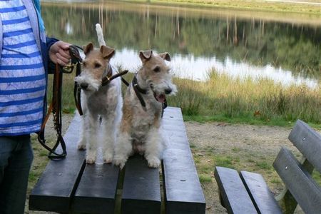 Foxterrier Drahthaar Das ist Mutter Timmie und Tochter Daisy !