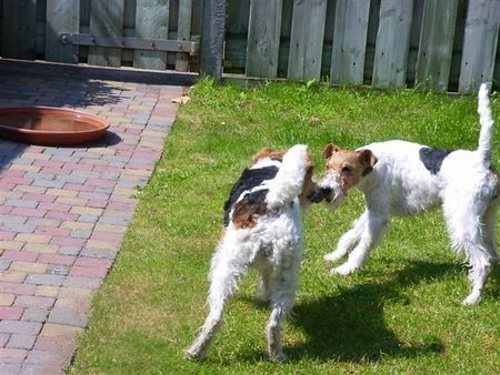 Foxterrier Drahthaar Zusammen spielen im garten