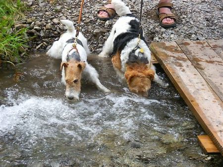 Foxterrier Drahthaar Spielen mit wasser ist sehr schon !