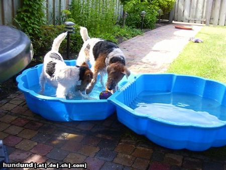 Foxterrier Drahthaar wir als mutter und Tochter spielen mit wasser ist sehr gerne ! Timmie und  Daisy .