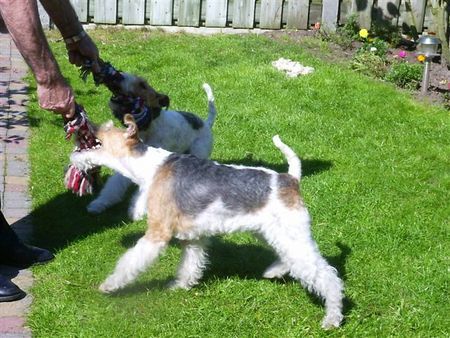 Foxterrier Drahthaar zusammen sein und spielen !