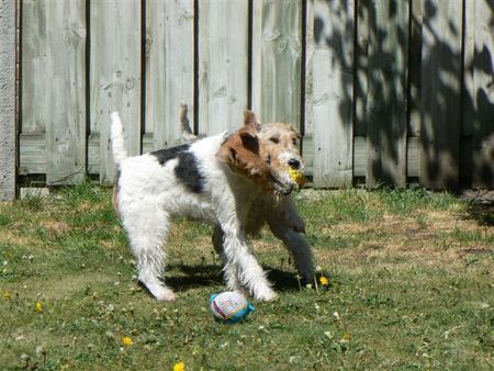 Foxterrier Drahthaar Wir spielen sehr gerne zusammen